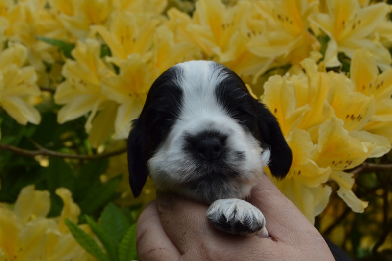 7a - fenka červená.JPG